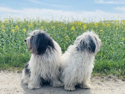 Polnischer Niederungshütehund PON
