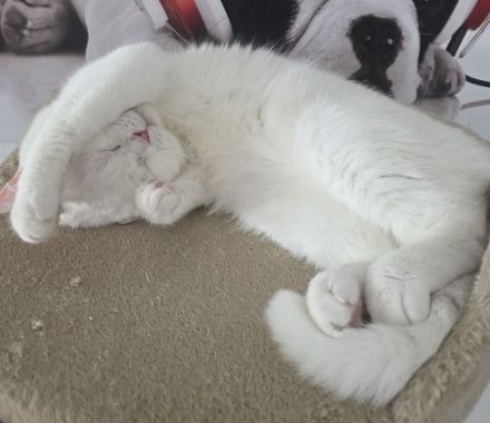 Bkh Kater, Sehr Lieb & Verschmust inkl. Zubehör !