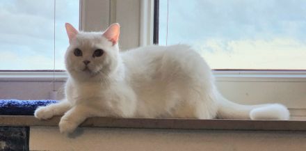 Bkh Kater, Sehr Lieb & Verschmust inkl. Zubehör !