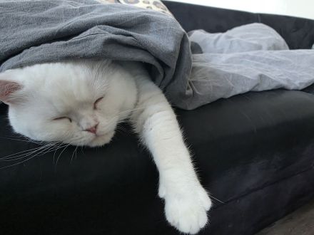 Bkh Kater, Sehr Lieb & Verschmust inkl. Zubehör !