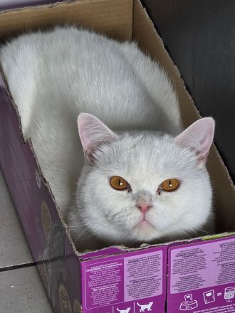 Bkh Kater, Sehr Lieb & Verschmust inkl. Zubehör !