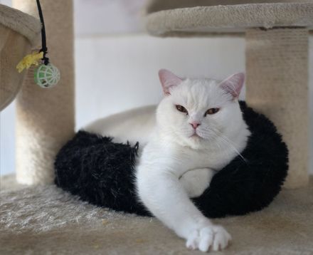 Bkh Kater, Sehr Lieb & Verschmust inkl. Zubehör !