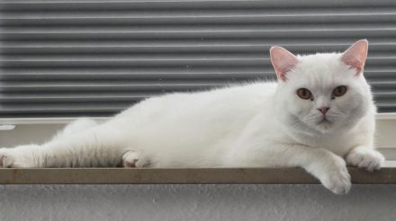 Bkh Kater, Sehr Lieb & Verschmust inkl. Zubehör !