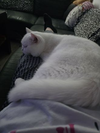 Bkh Kater, Sehr Lieb & Verschmust inkl. Zubehör !