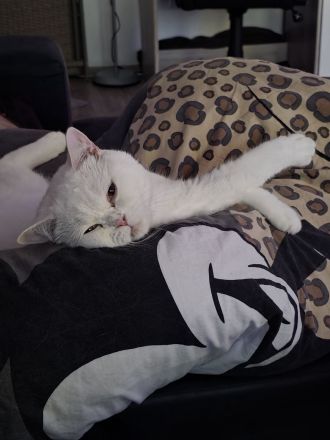 Bkh Kater, Sehr Lieb & Verschmust inkl. Zubehör !