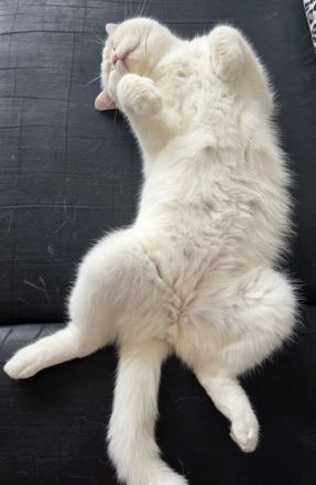 Bkh Kater, Sehr Lieb & Verschmust inkl. Zubehör !