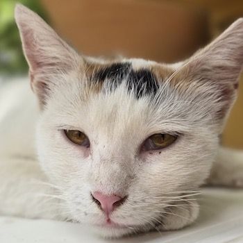 Lucia, geb. ca. 08/2024, lebt in GRIECHENLAND, auf einer privaten Pflegestelle