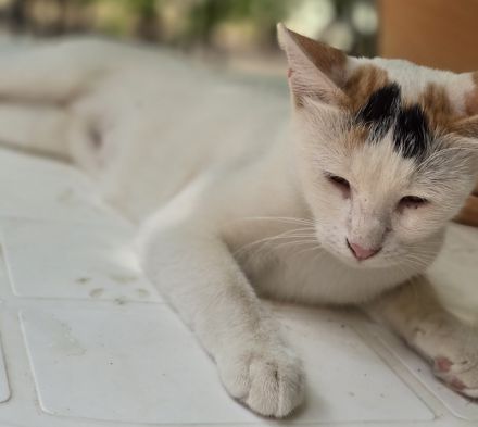 Lucia, geb. ca. 08/2024, lebt in GRIECHENLAND, auf einer privaten Pflegestelle