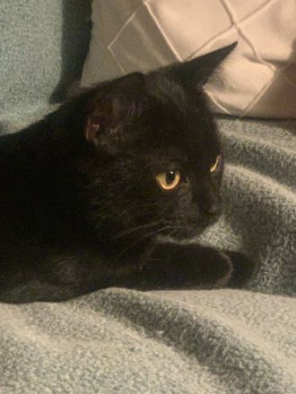 Perser-Bombay mix Babies in liebevolle Hände abzugeben