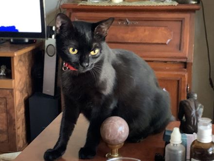 Perser-Bombay mix Babies in liebevolle Hände abzugeben