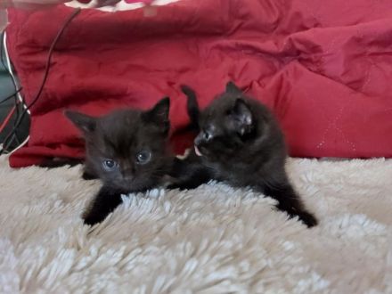 Perser-Bombay mix Babies in liebevolle Hände abzugeben