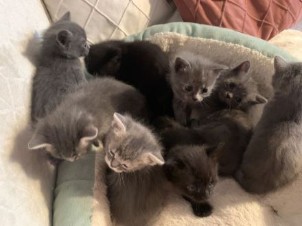 Perser-Bombay mix Babies in liebevolle Hände abzugeben