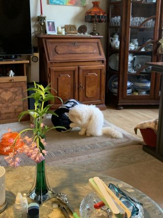 Perser-Bombay mix Babies in liebevolle Hände abzugeben