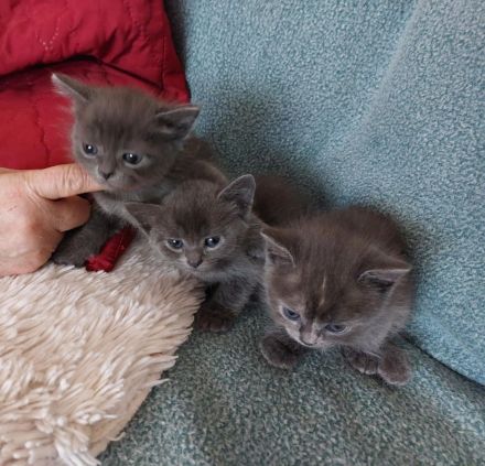 Perser-Bombay mix Babies in liebevolle Hände abzugeben