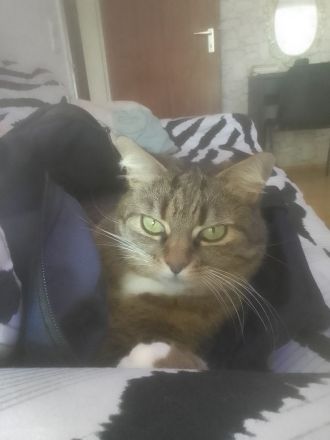 Katze abzugeben in liebevolle Hände