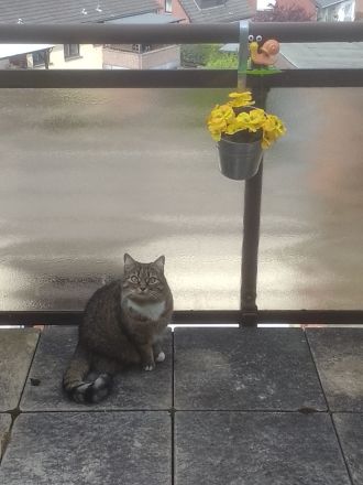 Katze abzugeben in liebevolle Hände