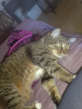 Katze abzugeben in liebevolle Hände