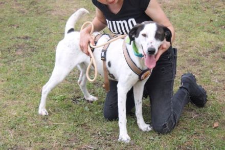 Mit Ozzy zieht gute Laune bei dir ein