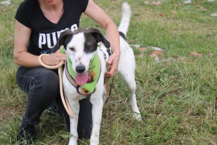 Mit Ozzy zieht gute Laune bei dir ein