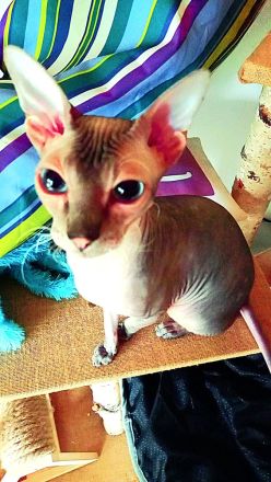 Donskoy Sphynx Kitten