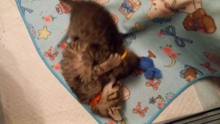 Donskoy Sphynx Kitten