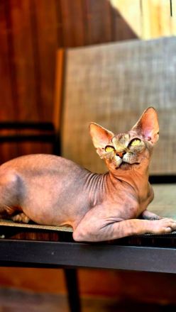 Donskoy Sphynx Kitten