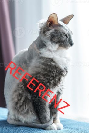 Donskoy Sphynx Kitten