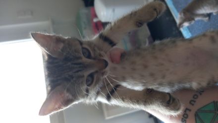 Donskoy Sphynx Kitten