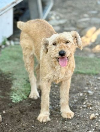 Lioba, 4 Jahre alt, möchte endlich ein Fürimmerzuhause