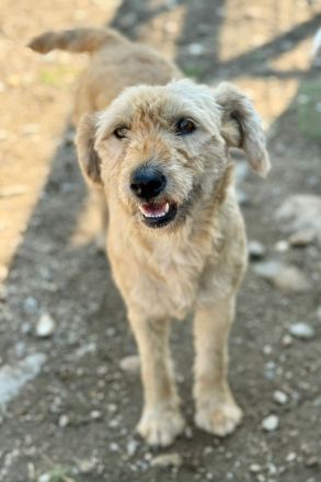 Lioba, 4 Jahre alt, möchte endlich ein Fürimmerzuhause