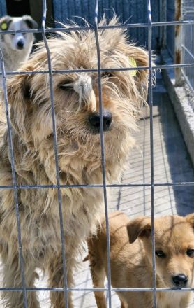 Lioba, 4 Jahre alt, möchte endlich ein Fürimmerzuhause