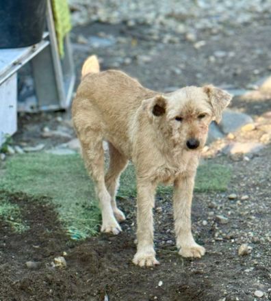 Lioba, 4 Jahre alt, möchte endlich ein Fürimmerzuhause