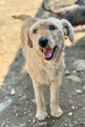 Lioba, 4 Jahre alt, möchte endlich ein Fürimmerzuhause