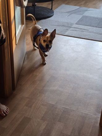 Kleiner Fratz abzugeben