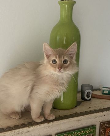 Somali Kitten silber