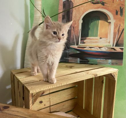 Somali Kitten silber