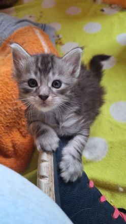 Bezaubernde Maine Coon Kitten zu verkaufen