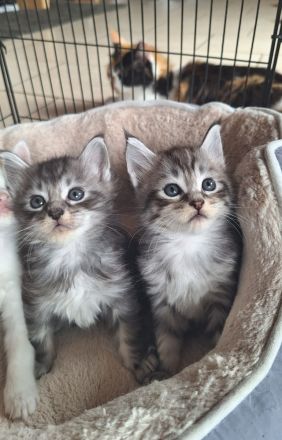 Bezaubernde Maine Coon Kitten zu verkaufen