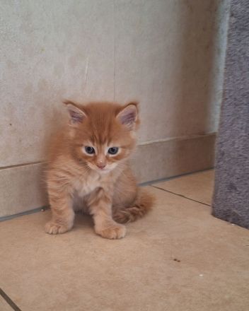 Bezaubernde Maine Coon Kitten zu verkaufen