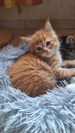 Bezaubernde Maine Coon Kitten zu verkaufen