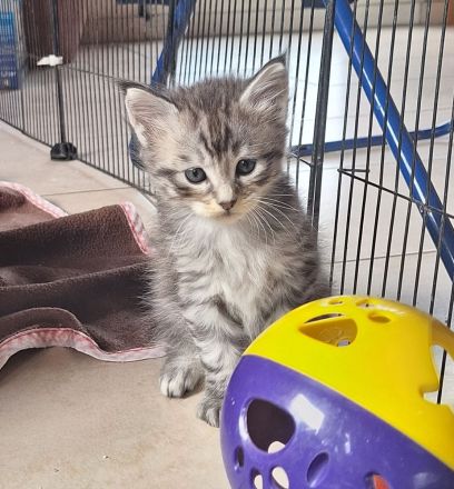 Bezaubernde Maine Coon Kitten zu verkaufen