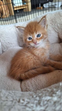 Bezaubernde Maine Coon Kitten zu verkaufen