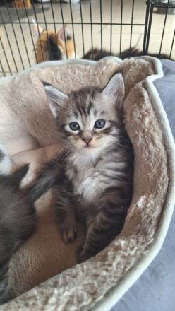 Bezaubernde Maine Coon Kitten zu verkaufen