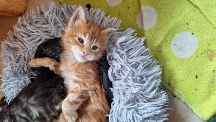Bezaubernde Maine Coon Kitten zu verkaufen