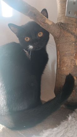 BKH Kitten suchen ...