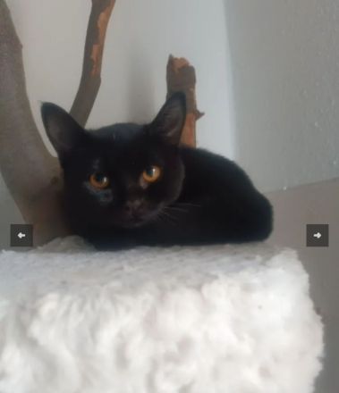 BKH Kitten suchen ...