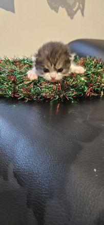 Süße Baby Katzen (BKH)