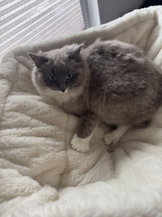 Ragdoll Cherubim Katze abzugeben