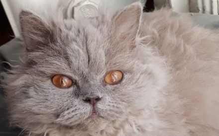 Selkirk Rex Katzen abzugeben