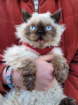 Selkirk Rex Katzen abzugeben